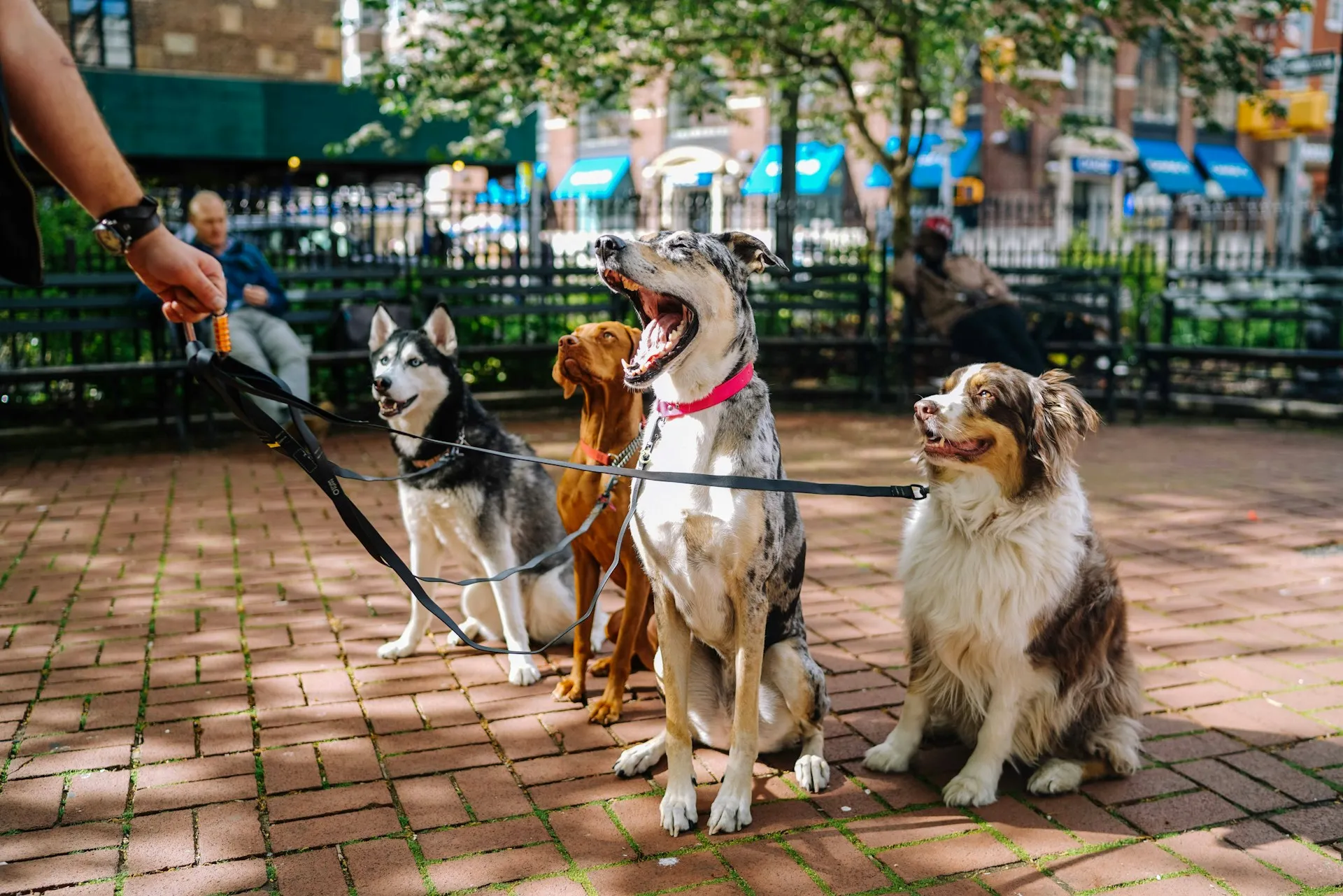 Chiens du cabinet vétérinaire