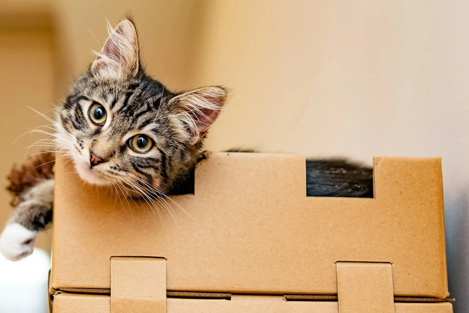 Chat au cabinet vétérinaire