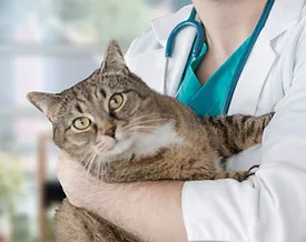 Vaccination et prévention animale