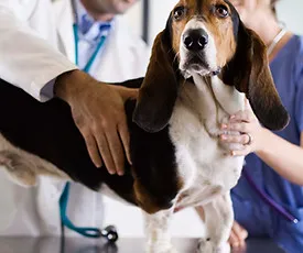 Chirurgie et dentisterie