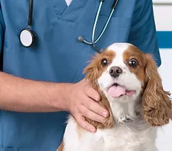 Urgences vétérinaires courantes
